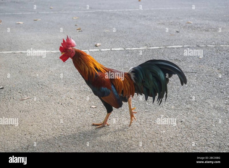 Chicken road deutschland - Entdecken Sie die aufregende Welt von Chicken Road Casino Online in Deutschland
